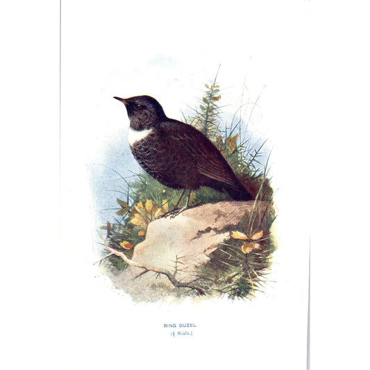 Ring Ouzel Bird 1903 Original Color Engraving Plate Print AD8-B5