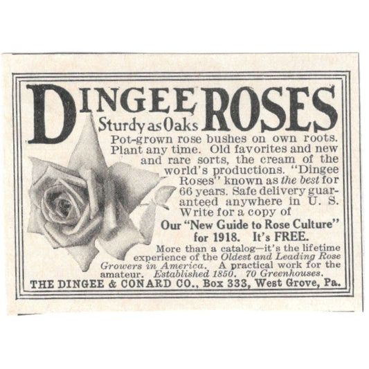 Dingee Roses The Dingee & Conard Co West Grove PA 1918 Magazine Ad AF1-SS3