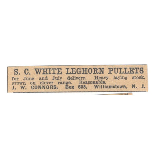 J.W. Connors S.C. White Leghorn Pullets Williamstown NJ 1922 Magazine Ad AF2-T4