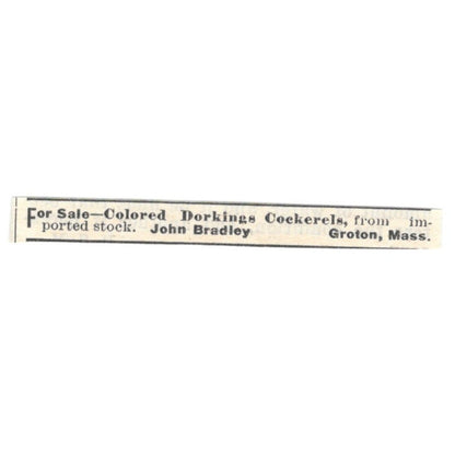 John Bradley Colored Dorkings Cockerels Groton MA 1924 Ad AG3-S8