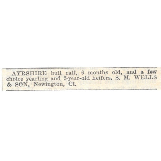 Ayrshire Bull Calf S.M. Wells & Son Newington CT 1905 Magazine Ad AF1-NES2