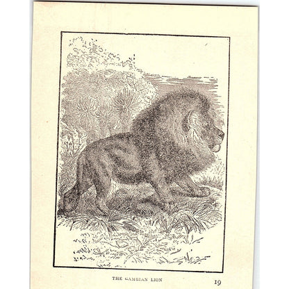 The Sambian Lion 1902 Engraving Plate AF4-H4