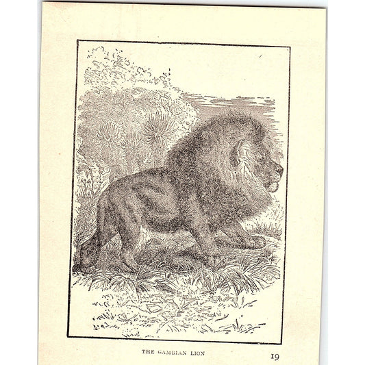 The Sambian Lion 1902 Engraving Plate AF4-H4