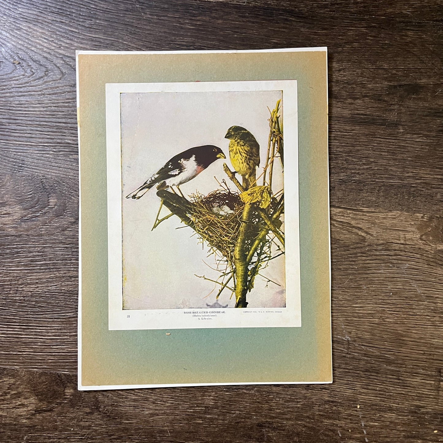 1900 Rose-Breasted Grosbeak Birds Photo Print 9x12 Vintage Art Print V3