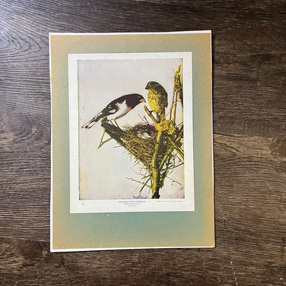 1900 Rose-Breasted Grosbeak Birds Photo Print 9x12 Vintage Art Print V3
