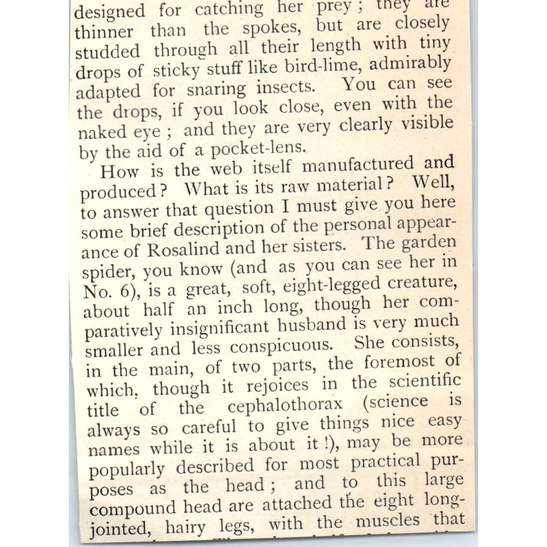 Rosalind Spider Spinnerets Cross Section 1897 Victorian Illustration AE9-TS8
