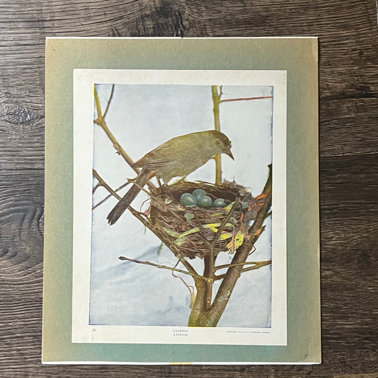 1901 Life-Sized Catbird in Nest A.W. Mumford - 9x10 Mounted Art Print V2