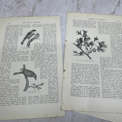 Glimpses of Nature A Woodland Tragedy Grant Allen 1897 Victorian Article AE9