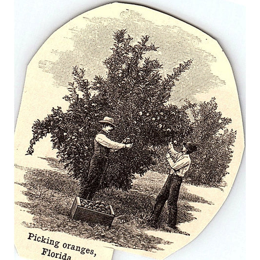 Picking Oranges in Florida 2.5x3" 1901 Engraving AF6-M9