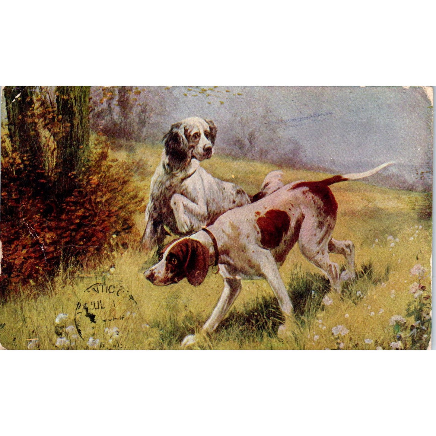 Two Bird Dog Hunting Pointers Illustration c1908 Postcard PD2