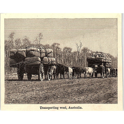 Transporting Wool in Australia 3x4" 1901 Engraving AF6-M14