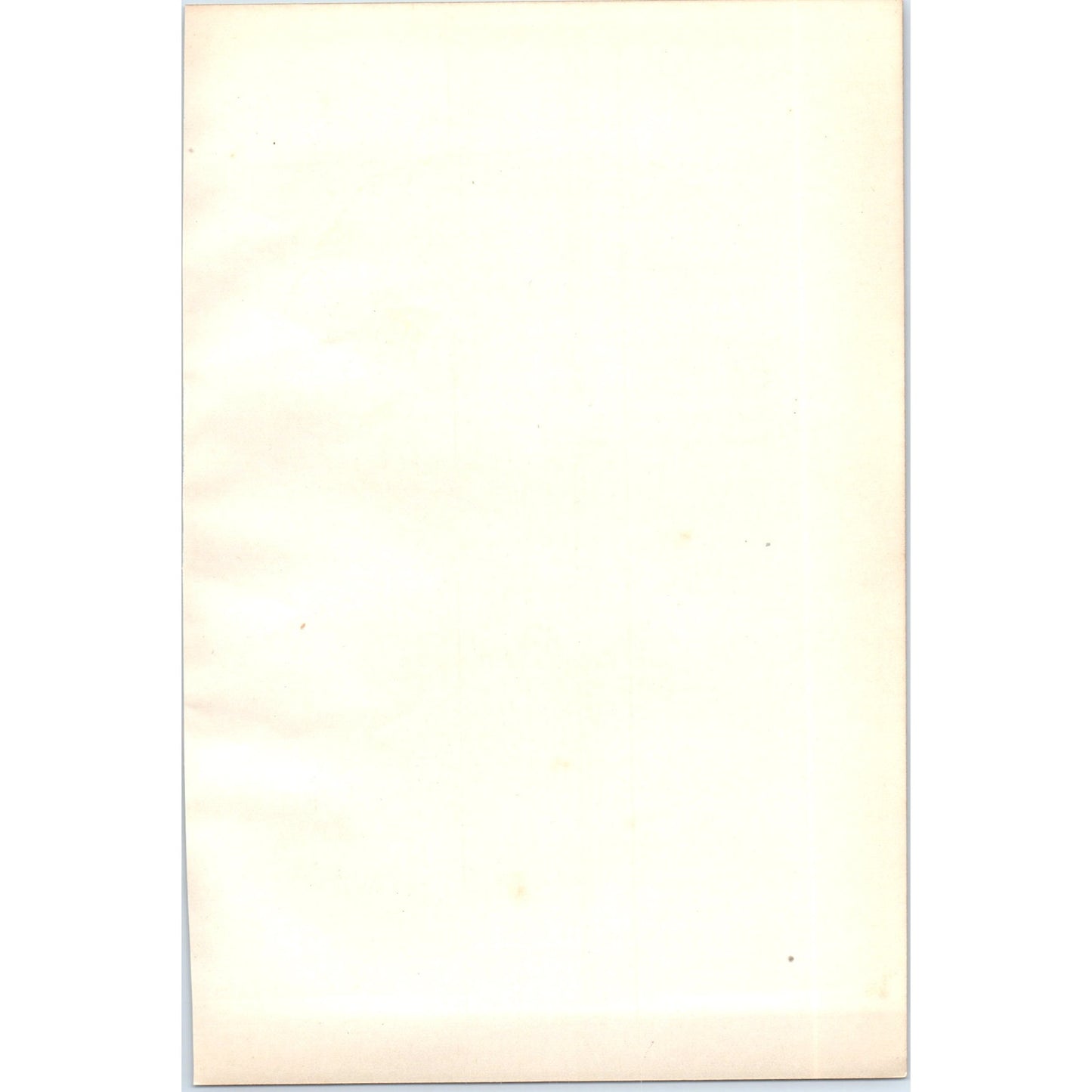 Common Scoter Bird 1903 Original Color Engraving Plate Print AD8-B8