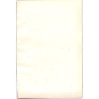 Common Scoter Bird 1903 Original Color Engraving Plate Print AD8-B8