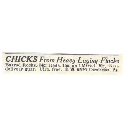 B.W. Amey Chicks Cocolamus PA 1924 Ad AG3-S9