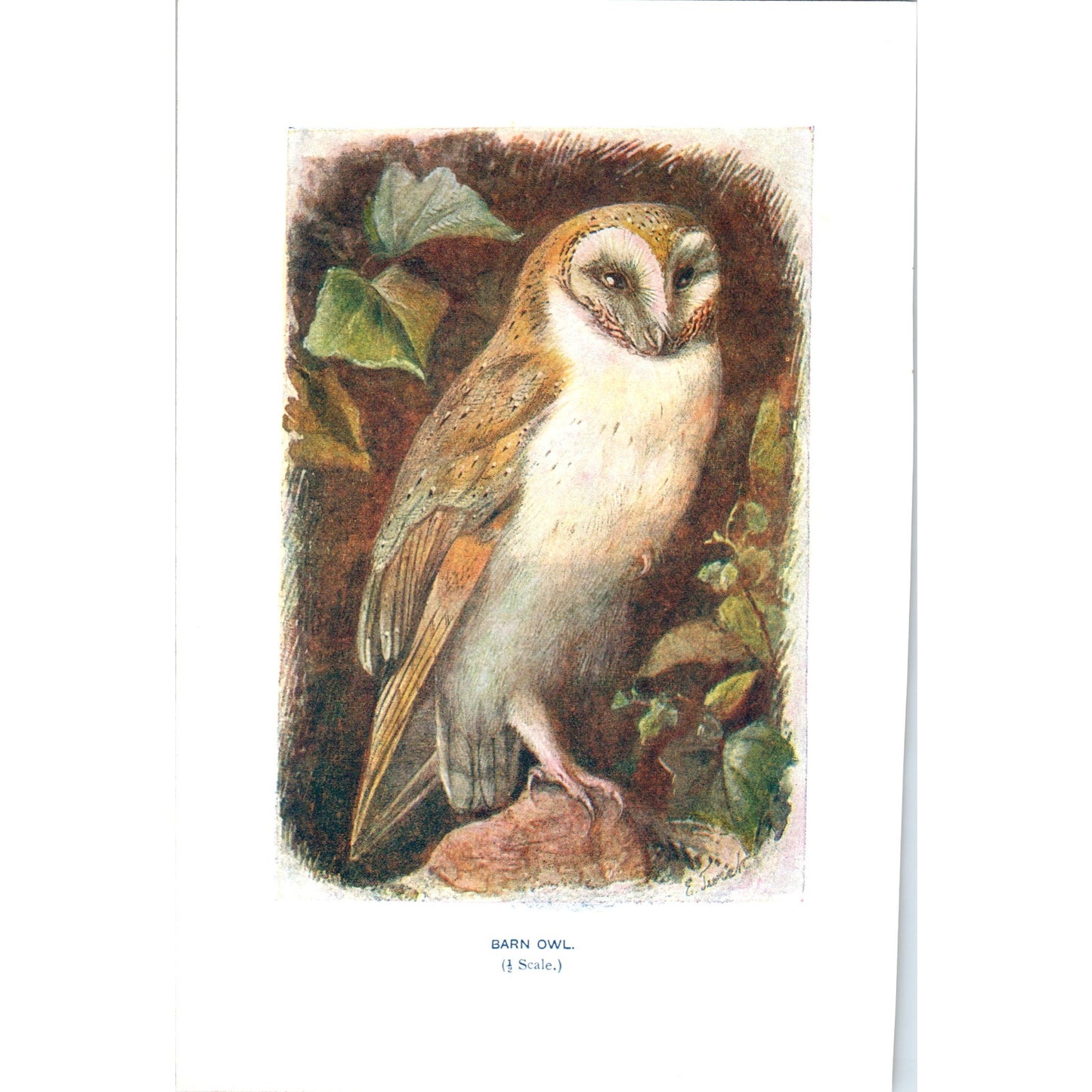 Barn Owl Bird 1903 Original Color Engraving Plate Print AD8-B8