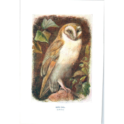 Barn Owl Bird 1903 Original Color Engraving Plate Print AD8-B8