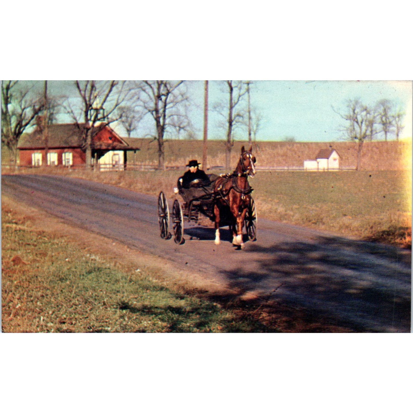 Amish Buggy Near Little Red Schoolhouse Pennsylvania Dutch Country Postcard PD7