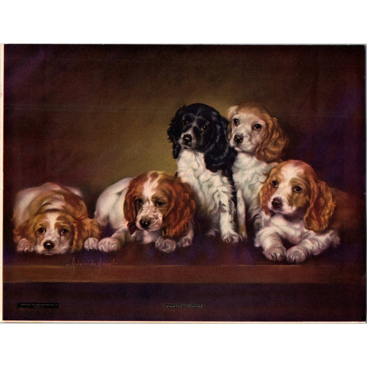 c1965 Wanted - A Home Adelaide Hiebel Springer Cocker Spaniels Print Litho B16
