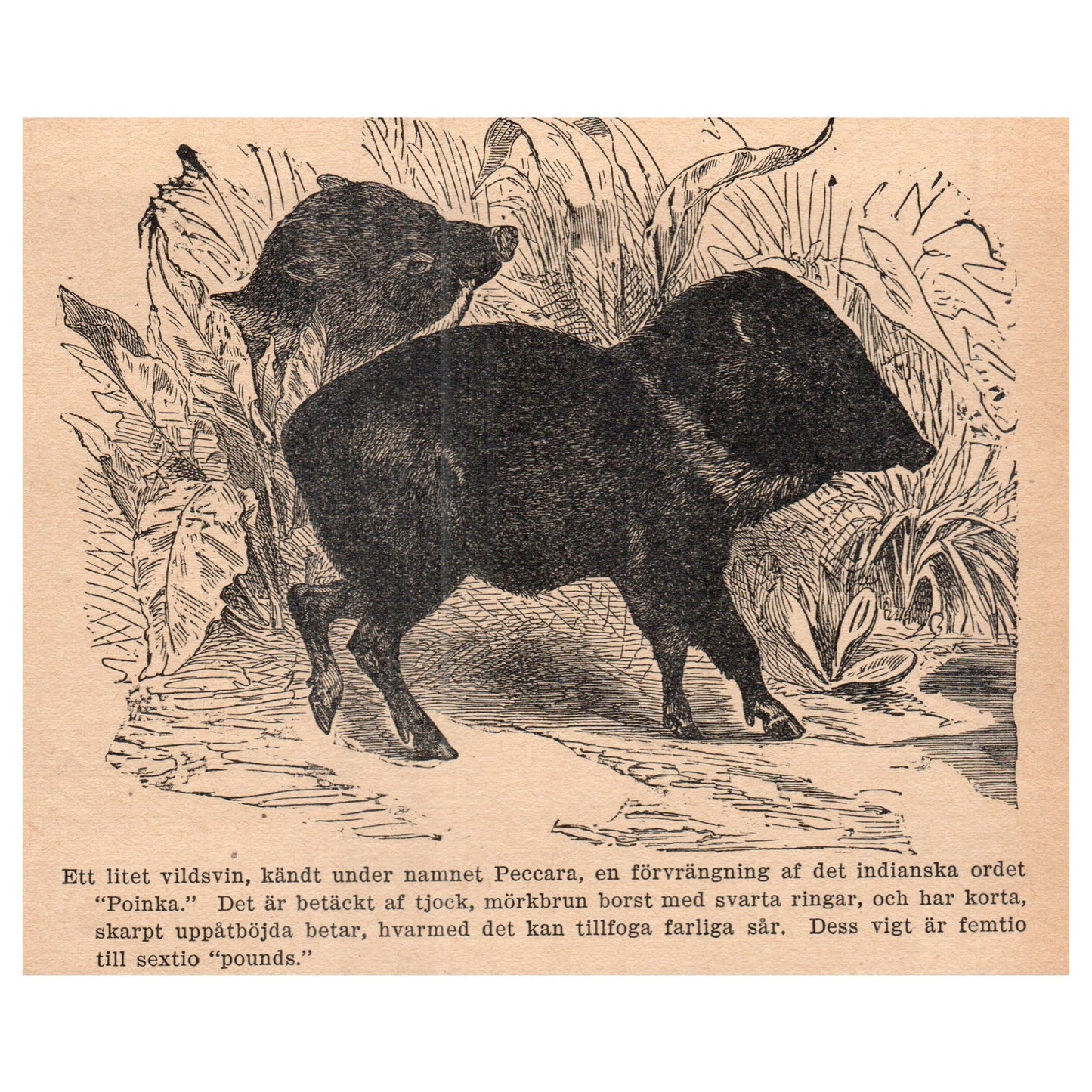 Collared Peccary 1909 Swedish Engraving Print AF5-15