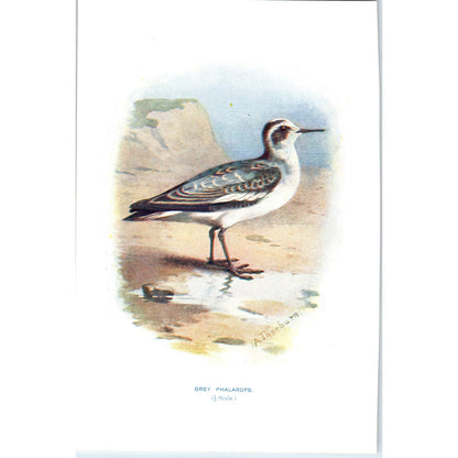 Grey Phalarope Bird 1903 Original Color Engraving Plate Print AD8-B7