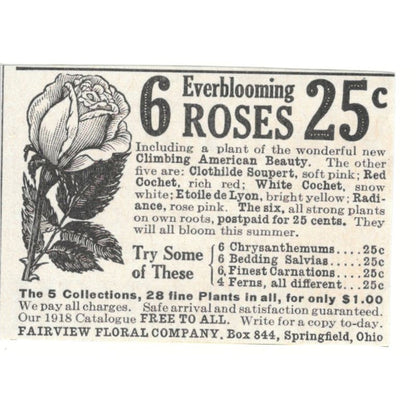 Everblooming Roses Fairview Floral Co Springfield OH 1918 Magazine Ad AF1-SS3