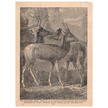 Père David's deer 1909 Swedish Engraving Print AF5-17