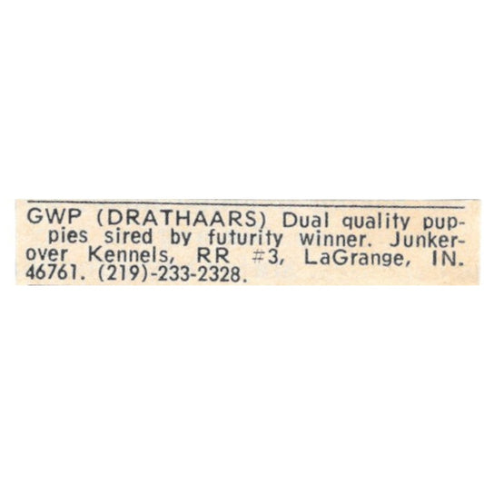 Junkerover Kennels GWP Drahthaars LaGrange Indiana 1977 Ad AF6-S8