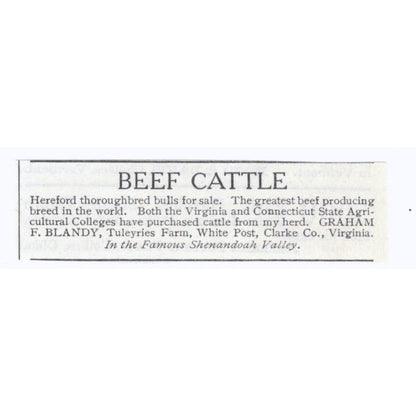 Beef Cattle F. Blandy Tuleyries Farm White Post VA 1913 Magazine Advert AE7-N8