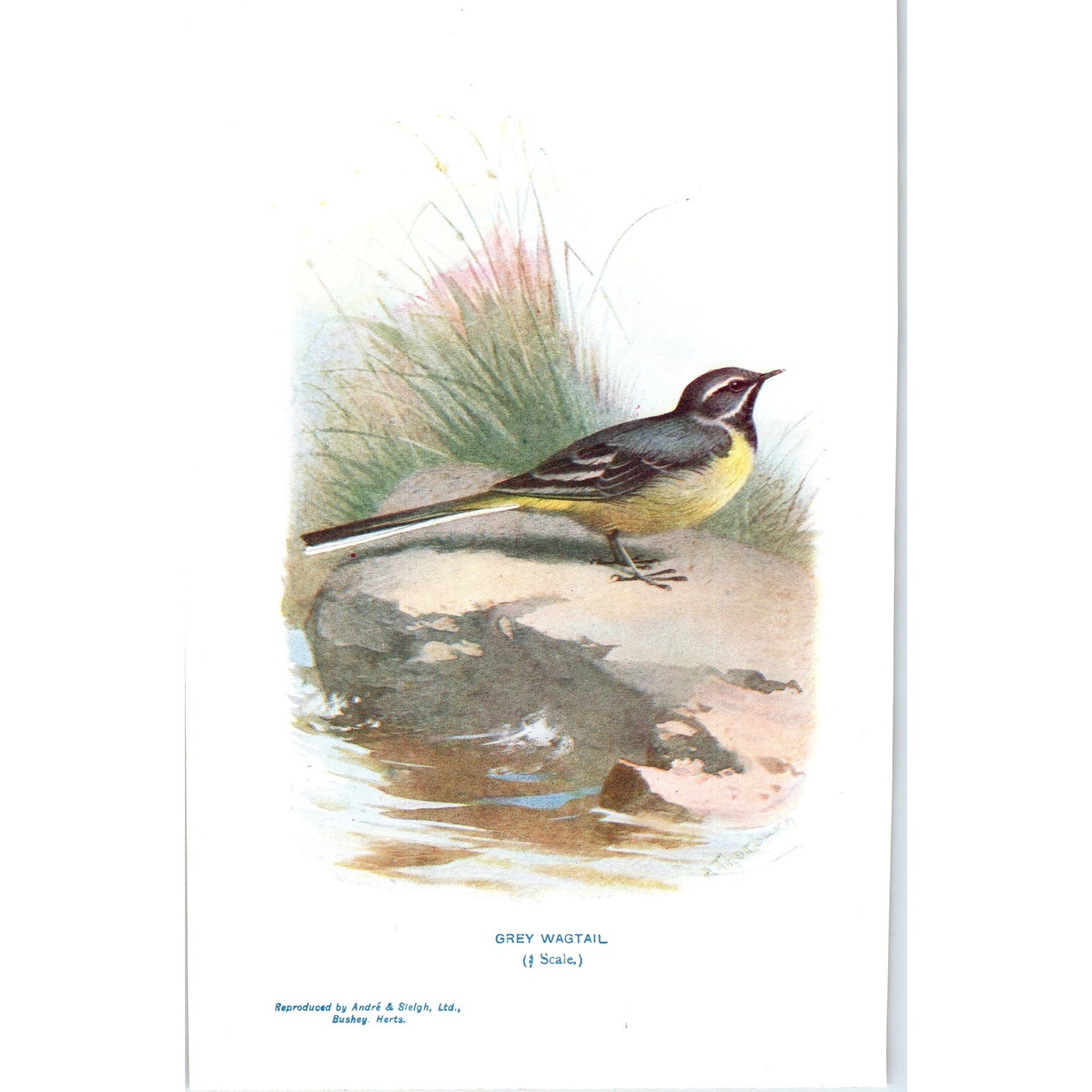 Grey Wagtail Bird 1903 Original Color Engraving Plate Print AD8-B4