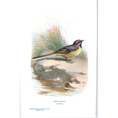 Grey Wagtail Bird 1903 Original Color Engraving Plate Print AD8-B4