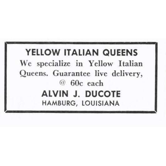 Alvin J. Ducote Yellow Italian Queen Bees Hamburg LA 1964 Magazine Ad AB6-S15