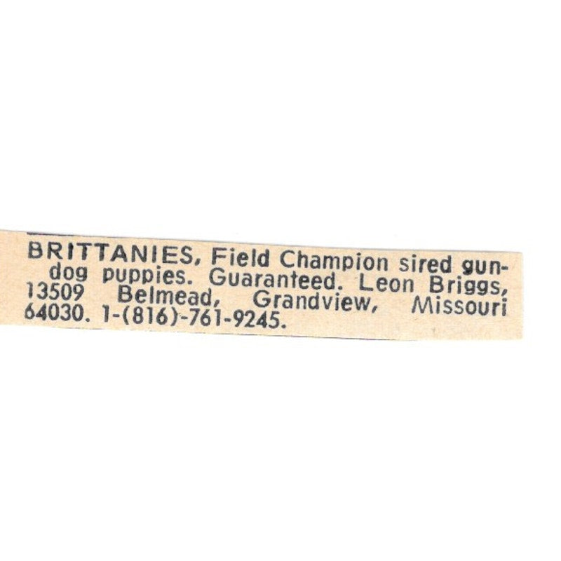 Leon Briggs Field Sired Brittany Spaniels Grandview Missouri 1977 Ad AF6-S5