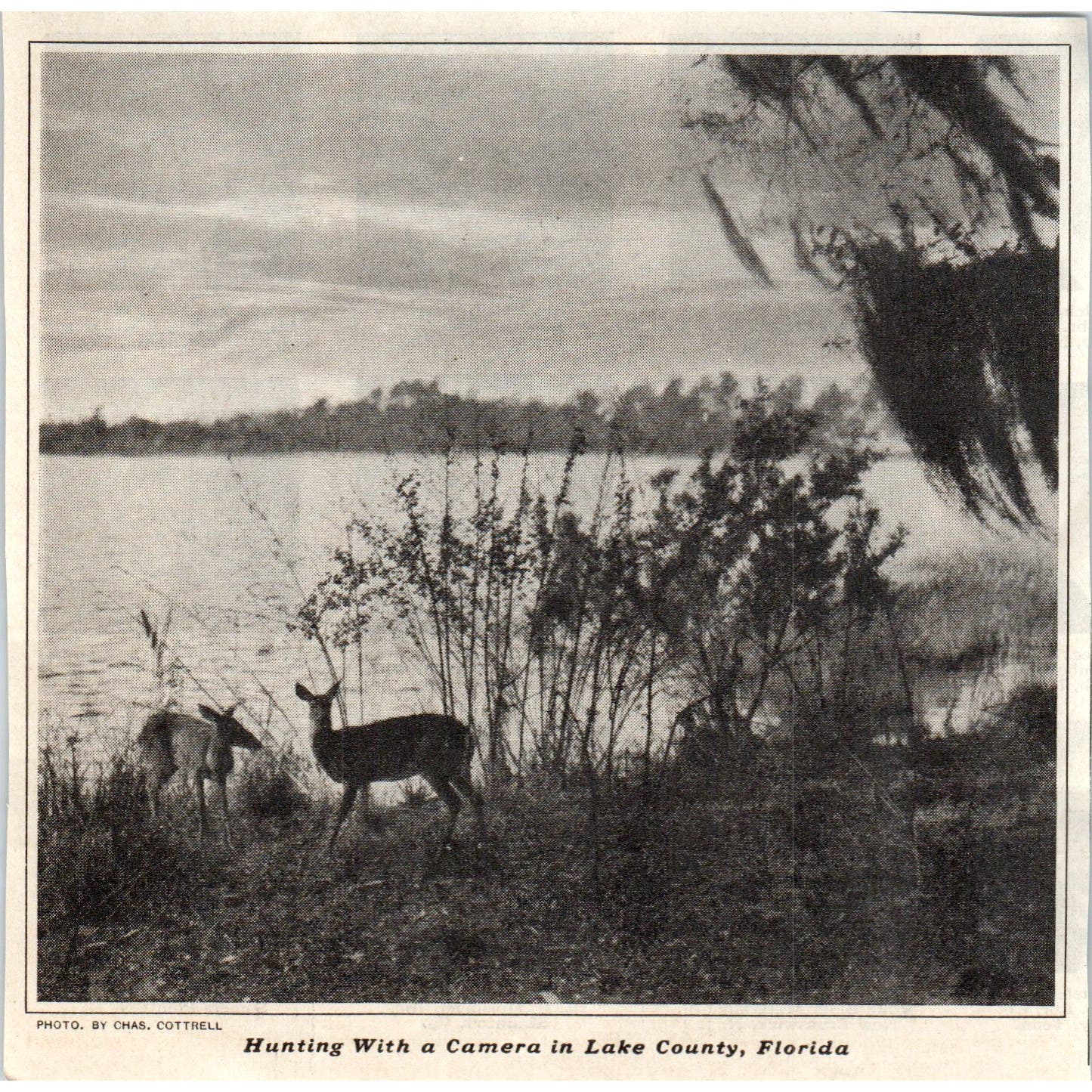Hunting With Camera in Lake County FL Chas. Cottrell 1928 Magazine Photo AE5-SSE