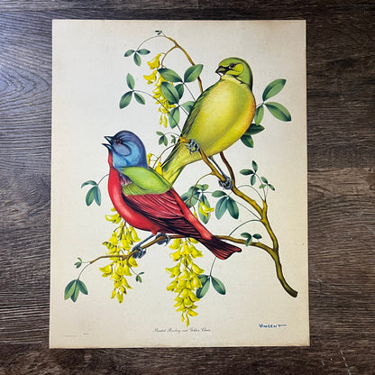 Antique Painted Bunting & Golden Chain Bird Lithograph Vincent 11x14 Print V3