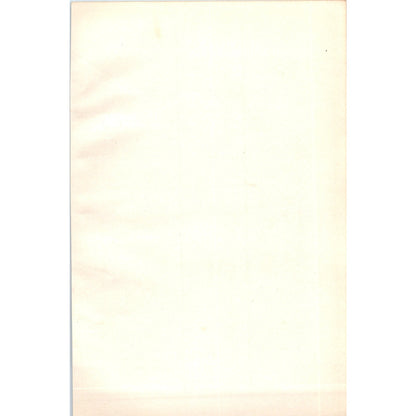 Wigeon Bird 1903 Original Color Engraving Plate Print AD8-B6