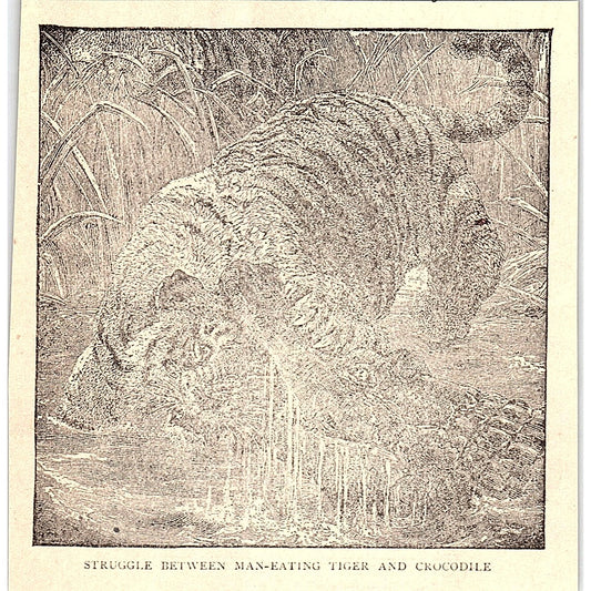 Struggle Between Man Eating Tiger & Crocodile 1902 Engraving Plate AF4-H2