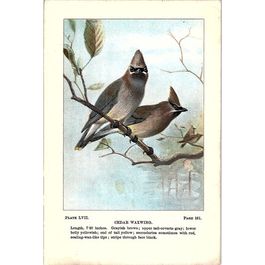 Cedar Waxwing Birds 1901 Original Engraving Plate AF3-11