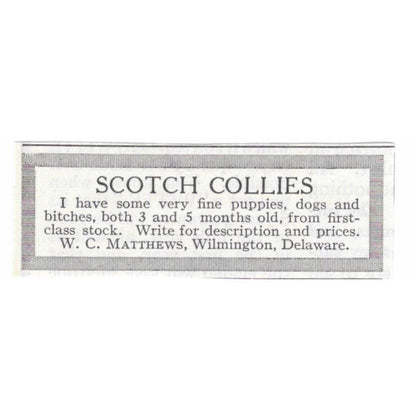 Scotch Collies W.C. Matthews Wilmington DE 1913 Magazine Advertisement AE7-N8