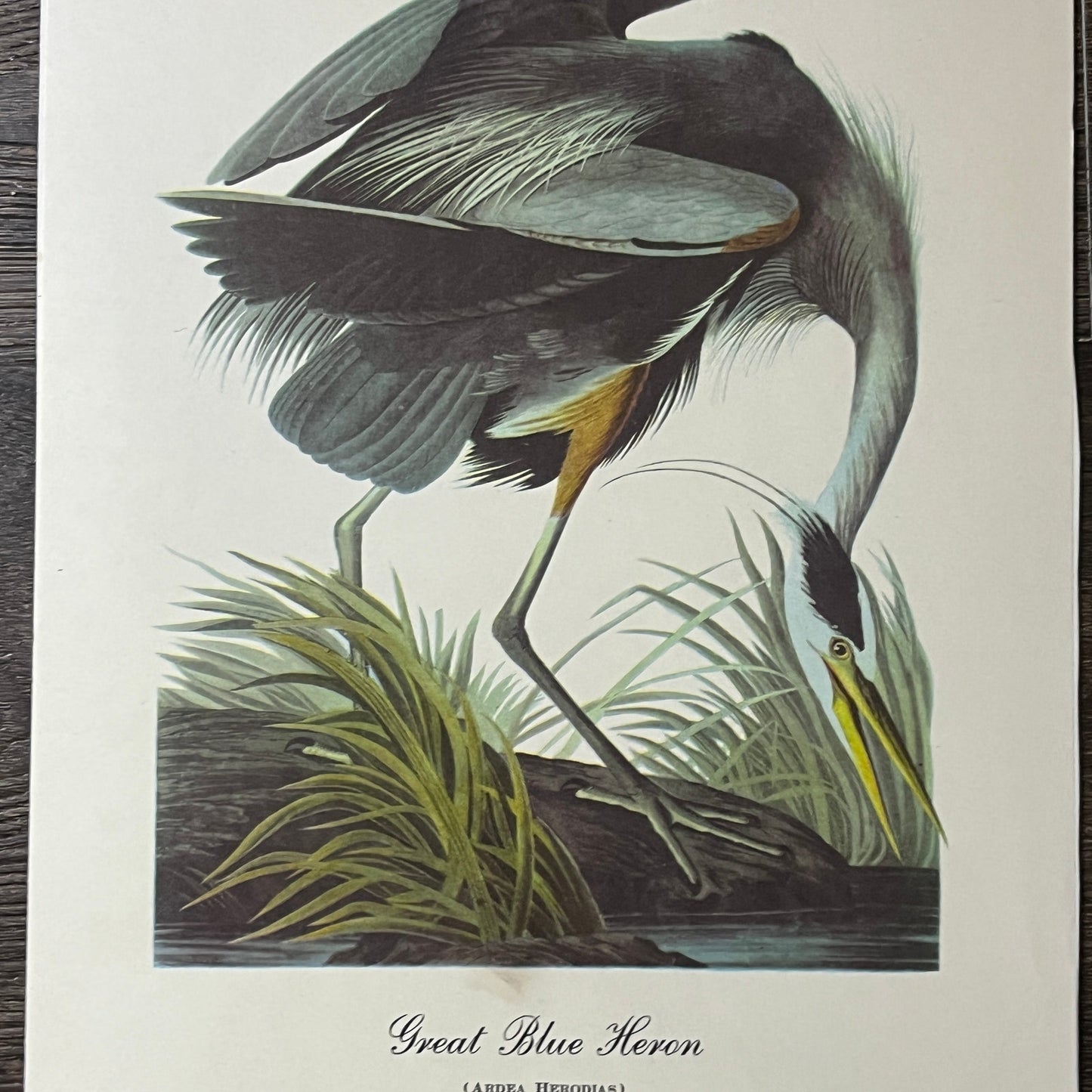 John James Audubon, Great Blue Heron 1834 - 9x12 Vintage Art Print V2