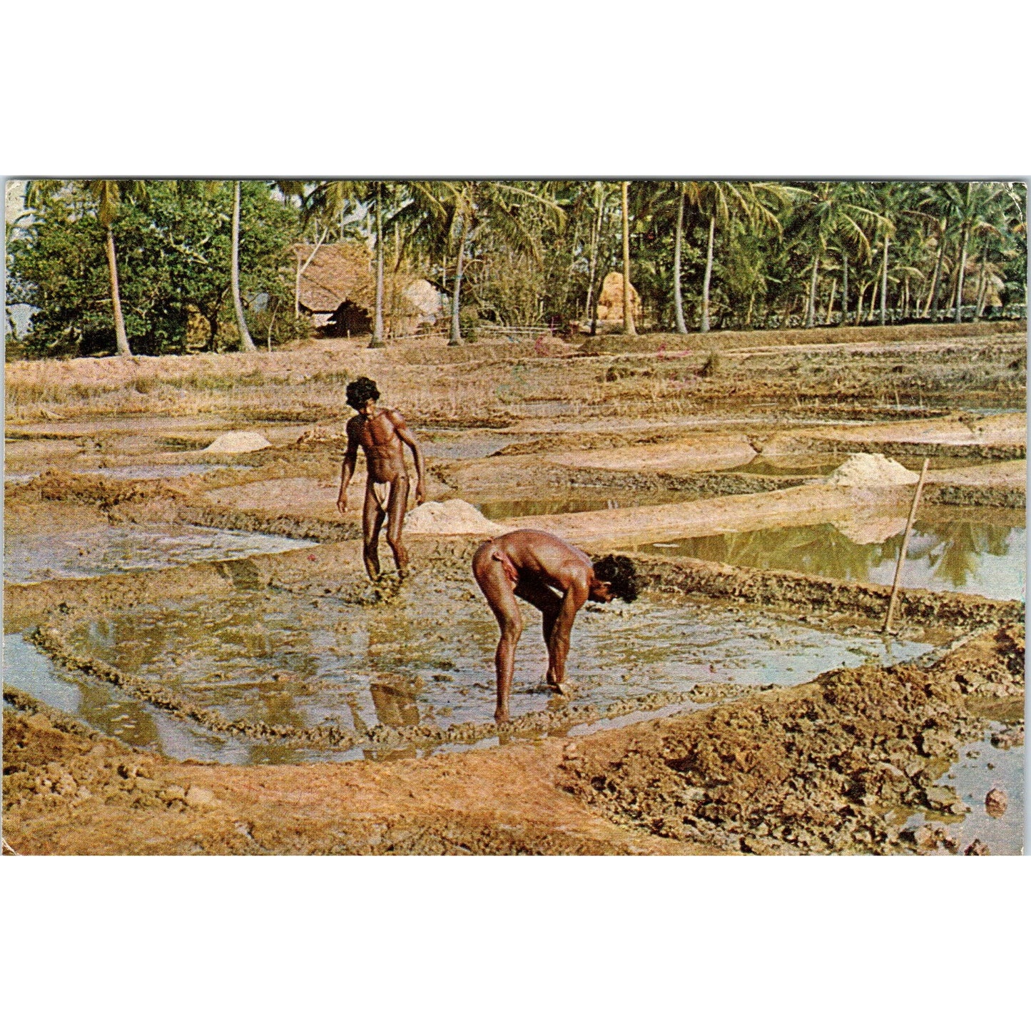 1985 Goa India Men Harvesting Salt Vintage Postcard PD8
