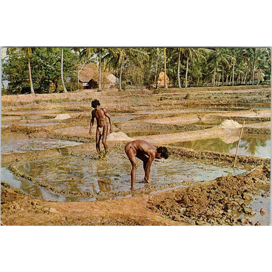 1985 Goa India Men Harvesting Salt Vintage Postcard PD8