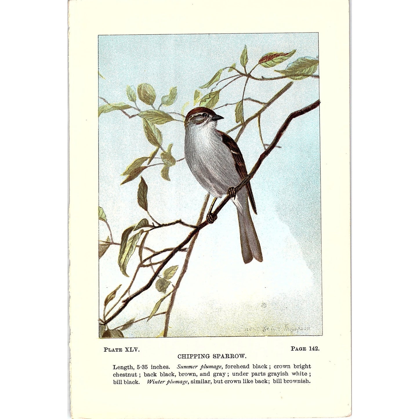 Chipping Sparrow Bird 1901 Original Engraving Plate AF3-11