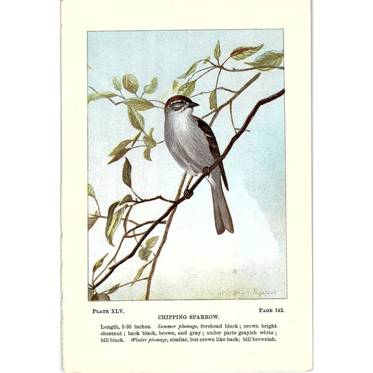 Chipping Sparrow Bird 1901 Original Engraving Plate AF3-11