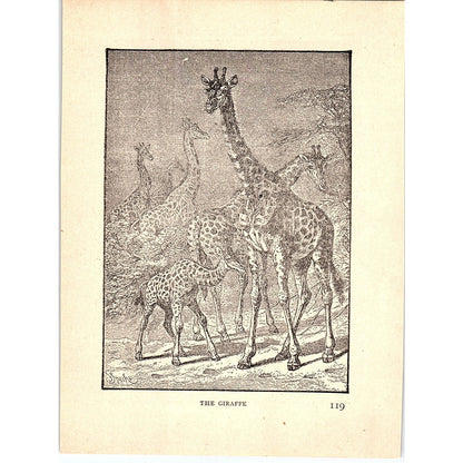 The Giraffe 1902 Engraving Plate AF4-H3