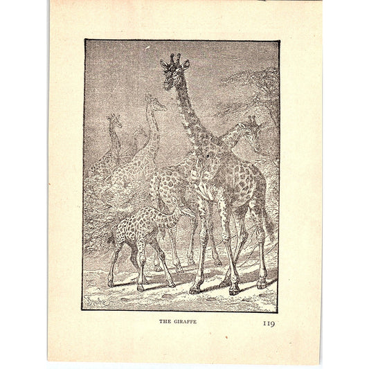 The Giraffe 1902 Engraving Plate AF4-H3