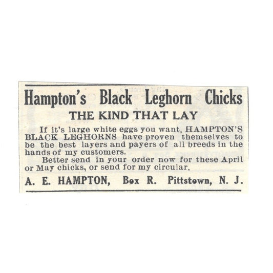 Hampton's Black Leghorn Chicks A.E. Hampton Pittstown NJ 1924 Ad AG3-S2