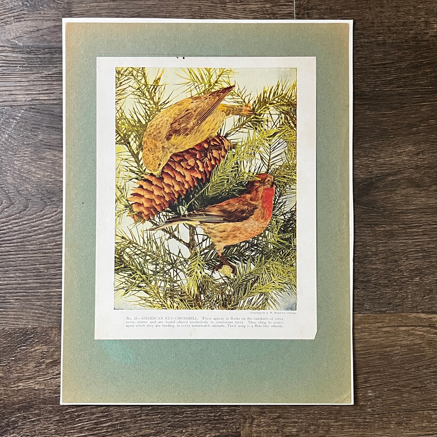 c1900 American Red Crossbill Bird Audubon Print A.W. Mumford 9x12 Art Print V2
