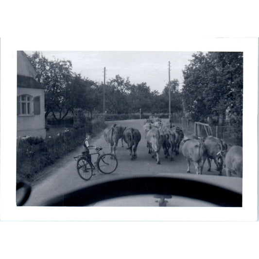 Boy on Bicycle With Cattle Postwar Germany c1954 Army Photo AF1-AP1