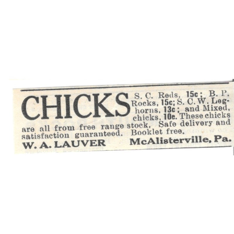 W.A. Lauver Chicks McAlisterville PA 1924 Ad AG3-S7