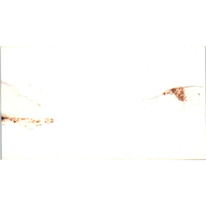 Zenobia's Catering Tammy Crenwelge Houston Vintage Business Card SD8-B19